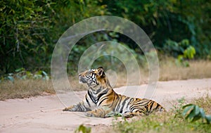 Wild Bengal Tiger lying on the road in the jungle. India. Bandhavgarh National Park. Madhya Pradesh.