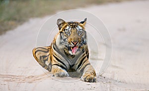 Wild Bengal Tiger lying on the road in the jungle. India. Bandhavgarh National Park. Madhya Pradesh.