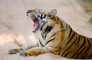 Wild Bengal Tiger lying on the road in the jungle. India. Bandhavgarh National Park. Madhya Pradesh.