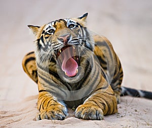 Wild Bengal Tiger lying on the road in the jungle. India. Bandhavgarh National Park. Madhya Pradesh.