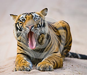 Wild Bengal Tiger lying on the road in the jungle. India. Bandhavgarh National Park. Madhya Pradesh.