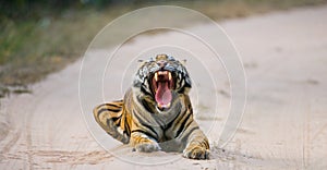 Wild Bengal Tiger lying on the road in the jungle. India. Bandhavgarh National Park. Madhya Pradesh.