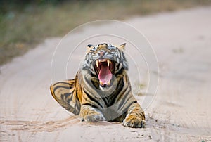 Wild Bengal Tiger lying on the road in the jungle. India. Bandhavgarh National Park. Madhya Pradesh.