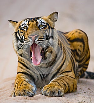 Wild Bengal Tiger lying on the road in the jungle. India. Bandhavgarh National Park. Madhya Pradesh.