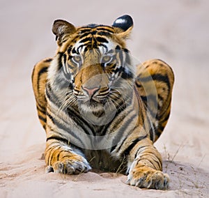 Wild Bengal Tiger lying on the road in the jungle. India. Bandhavgarh National Park. Madhya Pradesh. photo