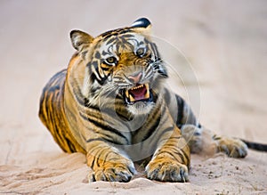 Wild Bengal Tiger lying on the road in the jungle. India. Bandhavgarh National Park. Madhya Pradesh.