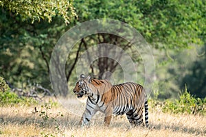 Wild bengal tiger in monsoon season safari with tail up and green background at ranthambore national park or tiger reserve