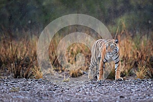 Wild Bengal tiger, Panthera tigris in heavy rain. Tigress walking on gravel, emerging from yellow grass, perfectly camouflaged.