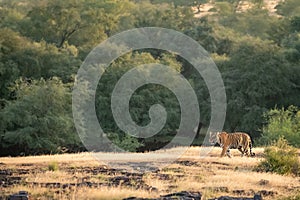 Wild bengal tiger on prowl on mountain or hill ridge in natural green background in jungle safari at ranthambore national park or