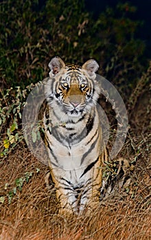 Wild Bengal Tiger sitting on the ground early in the morning. India. Bandhavgarh National Park. Madhya Pradesh.