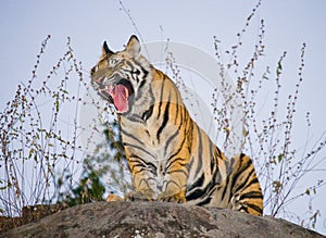 Wild Bengal tiger standing on a big rock in the jungle. India. Bandhavgarh National Park. Madhya Pradesh.