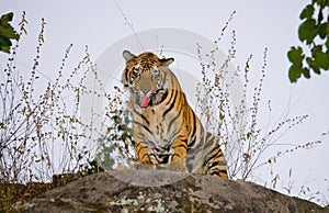 Wild Bengal tiger standing on a big rock in the jungle. India. Bandhavgarh National Park. Madhya Pradesh.