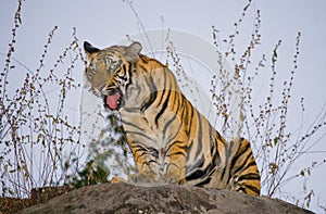 Wild Bengal tiger standing on a big rock in the jungle. India. Bandhavgarh National Park. Madhya Pradesh.