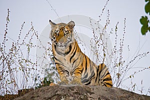 Wild Bengal tiger standing on a big rock in the jungle. India. Bandhavgarh National Park. Madhya Pradesh.