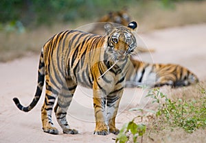 Wild Bengal tiger standing on the road in the jungle. India. Bandhavgarh National Park. Madhya Pradesh.