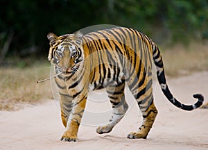 Wild Bengal tiger standing on the road in the jungle. India. Bandhavgarh National Park. Madhya Pradesh.