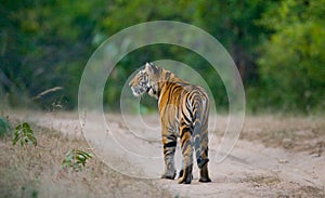 Wild Bengal tiger standing on the road in the jungle. India. Bandhavgarh National Park. Madhya Pradesh.