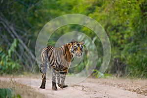 Wild Bengal tiger standing on the road in the jungle. India. Bandhavgarh National Park. Madhya Pradesh.