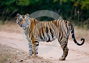 Wild Bengal tiger standing on the road in the jungle. India. Bandhavgarh National Park. Madhya Pradesh.