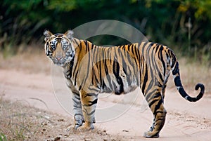 Wild Bengal tiger standing on the road in the jungle. India. Bandhavgarh National Park. Madhya Pradesh.