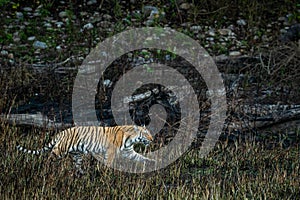 Wild bengal tiger of terai region forest on stroll in a morning game drive or safari at uttarakhand india - panthera tigris tigris