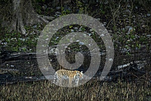 Wild bengal tiger of terai region forest at uttarakhand india - panthera tigris tigris