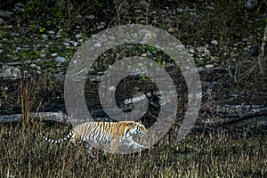 Wild bengal tiger of terai region forest at uttarakhand india - panthera tigris tigris