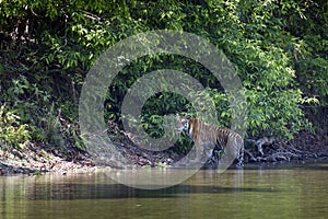 Wild Bengal tiger walking along the river at Bardia national park, Nepal