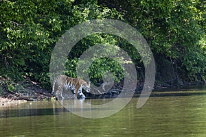 Wild Bengal tiger walking along the river at Bardia national park, Nepal