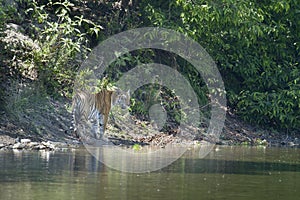 Wild Bengal tiger walking along the river at Bardia national park, Nepal