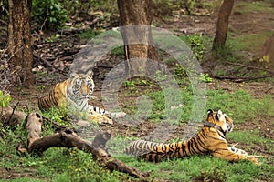 wild bengal tigers or a mating pair with radio collared in naural green trees background after reintroducing tiger under project
