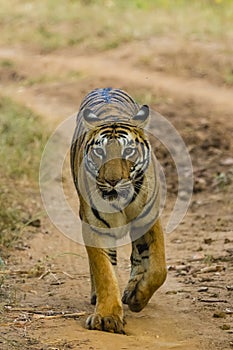 Wild Bengal Tigress Portrait