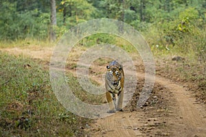 Wild Bengal Tigress Strolling through Jungle