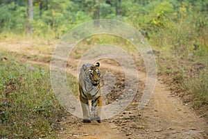 Wild Bengal Tigress Trotting along Path