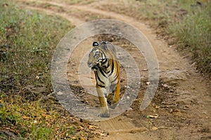 Wild Bengal Tigress Walking