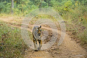 Wild Bengal Tigress Walking on Path through Jungle