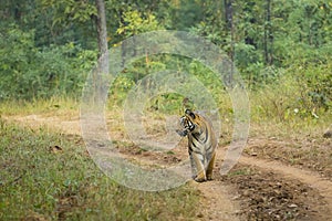 Wild Bengal Tigress Walking on Path through Jungle