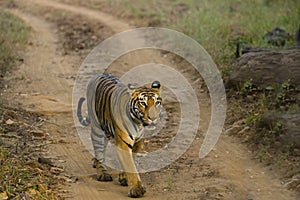 Wild Bengal Tigress Walking in Sunlight