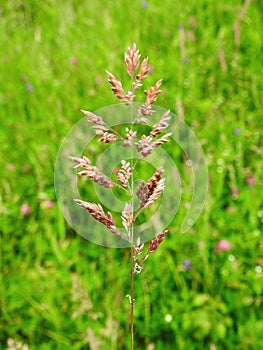 Wild bent plant