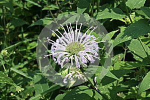 Wild Bergamot Flower