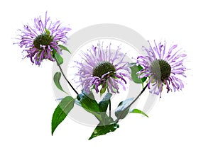 Wild Bergamot Flower