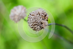 Wild Bergamot (Monarda fistulosa) photo