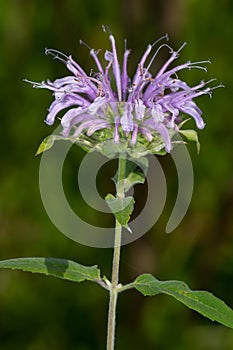 Wild Bergamot - Monarda fistulosa