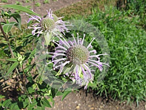 Wild bergamot, Monarda fistulosa photo