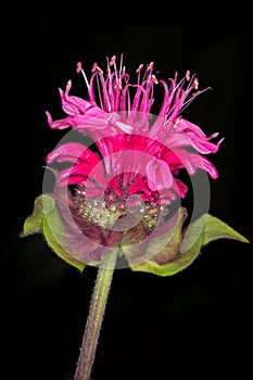 Wild bergamot Monarda fistulosa. Blooming flower photo