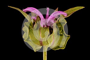 Wild Bergamot (Monarda fistulosa). Inflorescence Closeup