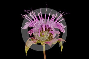 Wild Bergamot (Monarda fistulosa). Inflorescence Closeup