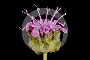 Wild Bergamot (Monarda fistulosa). Inflorescence Closeup