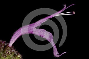 Wild Bergamot (Monarda fistulosa). Isolated Flower Closeup