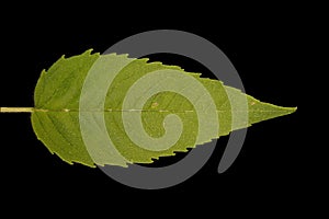 Wild Bergamot (Monarda fistulosa). Leaf Closeup